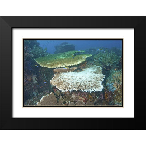 Indonesia, Papua, Raja Ampat Damaged reef Black Modern Wood Framed Art Print with Double Matting by Shimlock, Jones
