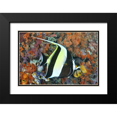 Indonesia, Papua Moorish idolfish and coral Black Modern Wood Framed Art Print with Double Matting by Shimlock, Jones