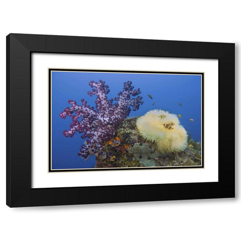 Indonesia, Raja Ampat Underwater fish and coral Black Modern Wood Framed Art Print with Double Matting by Shimlock, Jones