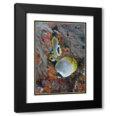 Indonesia, Raja Ampat Underwater fish and coral Black Modern Wood Framed Art Print with Double Matting by Shimlock, Jones