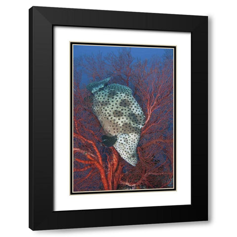 Indonesia, Raja Ampat Underwater fish and coral Black Modern Wood Framed Art Print with Double Matting by Shimlock, Jones