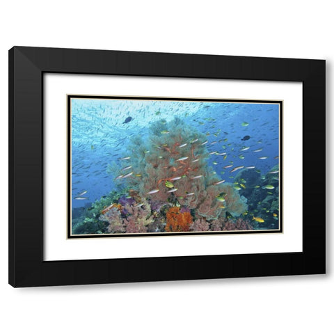 Indonesia, Raja Ampat Underwater fish and coral Black Modern Wood Framed Art Print with Double Matting by Shimlock, Jones