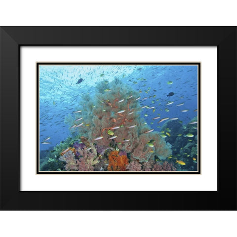 Indonesia, Raja Ampat Underwater fish and coral Black Modern Wood Framed Art Print with Double Matting by Shimlock, Jones