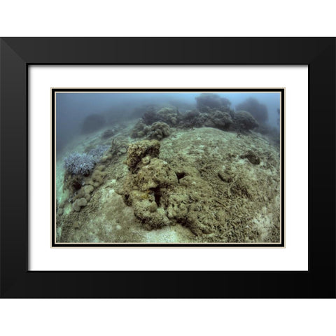 Indonesia, Papua, Raja Ampat Damaged reef Black Modern Wood Framed Art Print with Double Matting by Shimlock, Jones