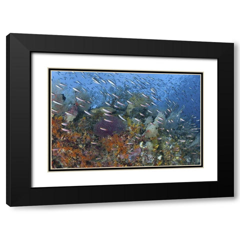 Indonesia, Raja Ampat Underwater fish and coral Black Modern Wood Framed Art Print with Double Matting by Shimlock, Jones