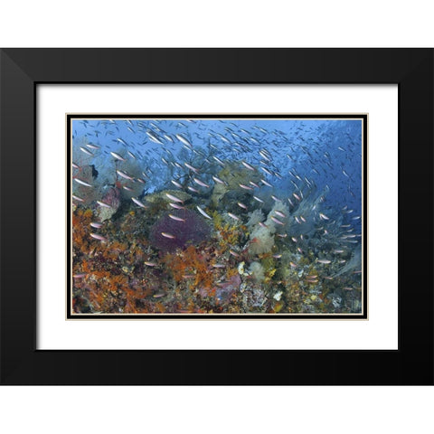 Indonesia, Raja Ampat Underwater fish and coral Black Modern Wood Framed Art Print with Double Matting by Shimlock, Jones
