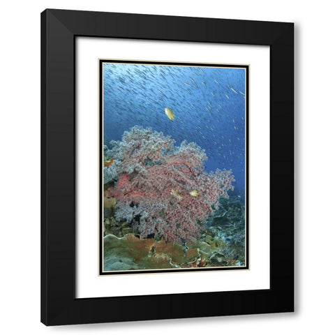 Indonesia, Raja Ampat Underwater fish and coral Black Modern Wood Framed Art Print with Double Matting by Shimlock, Jones