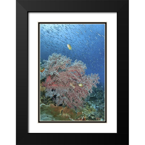 Indonesia, Raja Ampat Underwater fish and coral Black Modern Wood Framed Art Print with Double Matting by Shimlock, Jones