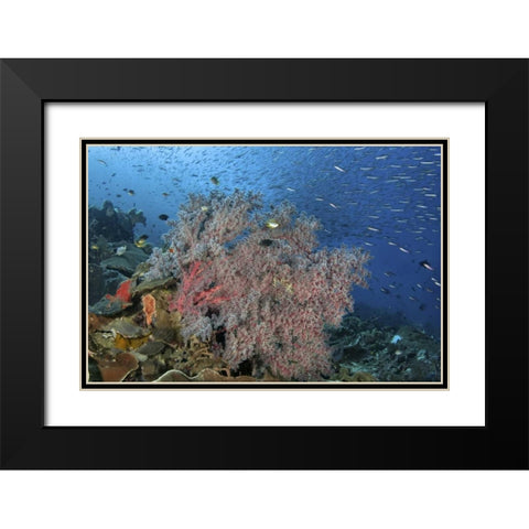 Indonesia, Raja Ampat Underwater fish and coral Black Modern Wood Framed Art Print with Double Matting by Shimlock, Jones