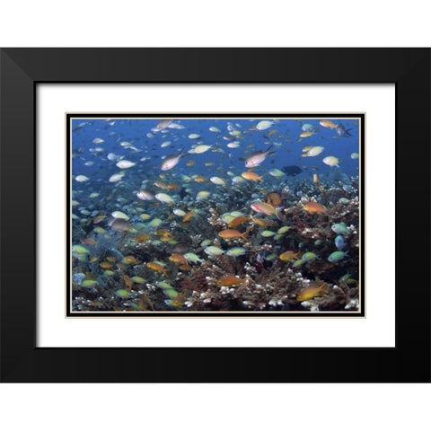 Indonesia, Raja Ampat Underwater fish and coral Black Modern Wood Framed Art Print with Double Matting by Shimlock, Jones