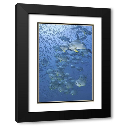 Indonesia, Papua, Raja Ampat Schooling batfish Black Modern Wood Framed Art Print with Double Matting by Shimlock, Jones