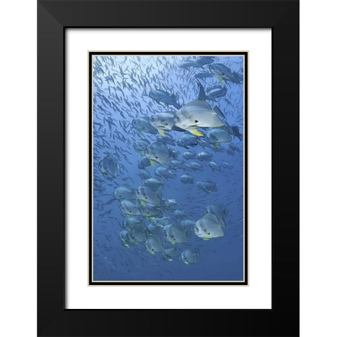 Indonesia, Papua, Raja Ampat Schooling batfish Black Modern Wood Framed Art Print with Double Matting by Shimlock, Jones
