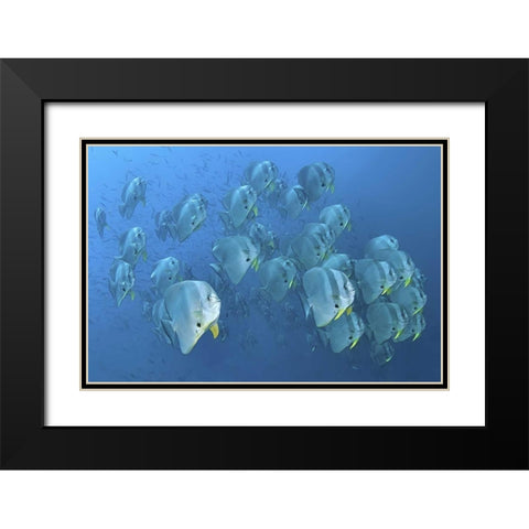 Indonesia, Papua, Raja Ampat Schooling batfish Black Modern Wood Framed Art Print with Double Matting by Shimlock, Jones