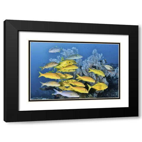Indonesia, Raja Ampat Underwater fish and coral Black Modern Wood Framed Art Print with Double Matting by Shimlock, Jones
