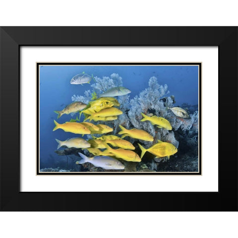 Indonesia, Raja Ampat Underwater fish and coral Black Modern Wood Framed Art Print with Double Matting by Shimlock, Jones