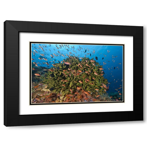 Indonesia, Komodo NP Fish and hard coral Black Modern Wood Framed Art Print with Double Matting by Shimlock, Jones