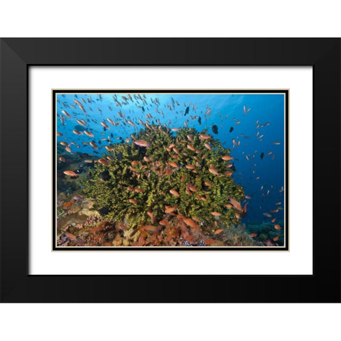 Indonesia, Komodo NP Fish and hard coral Black Modern Wood Framed Art Print with Double Matting by Shimlock, Jones