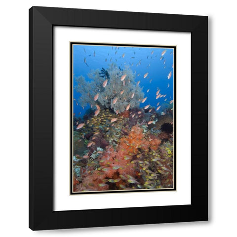 Indonesia, Komodo NP Underwater Fish and coral Black Modern Wood Framed Art Print with Double Matting by Shimlock, Jones