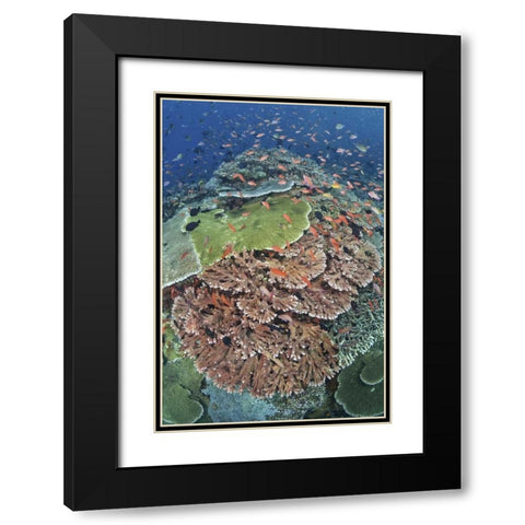 Indonesia, Komodo NP, Tatawa Kecil Fish swimming Black Modern Wood Framed Art Print with Double Matting by Shimlock, Jones