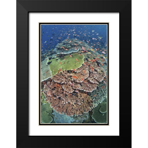 Indonesia, Komodo NP, Tatawa Kecil Fish swimming Black Modern Wood Framed Art Print with Double Matting by Shimlock, Jones