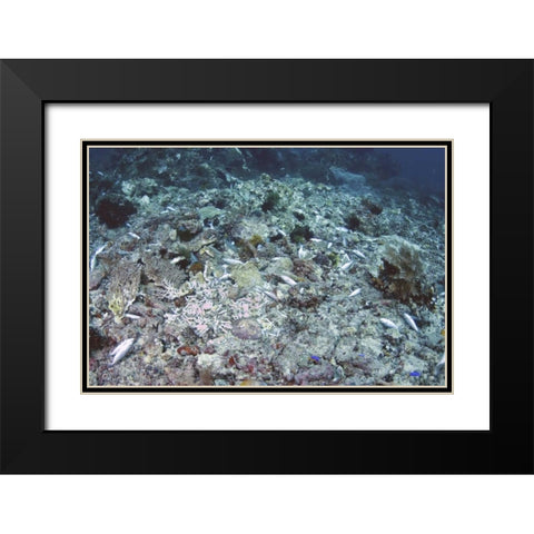 Indonesia, Papua, Fam, Penemu Islands Dead Reefs Black Modern Wood Framed Art Print with Double Matting by Shimlock, Jones