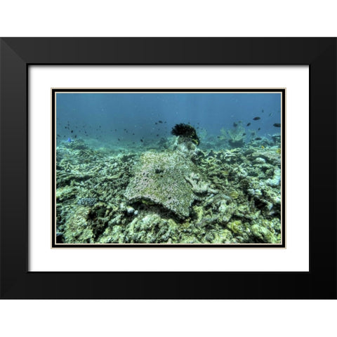 Indonesia, Papua, Raja Ampat Damaged reef Black Modern Wood Framed Art Print with Double Matting by Shimlock, Jones