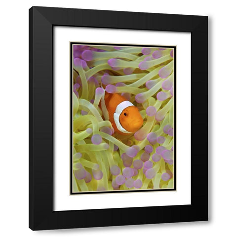 Indonesia, Papua Anemonefish in anemone Black Modern Wood Framed Art Print with Double Matting by Shimlock, Jones