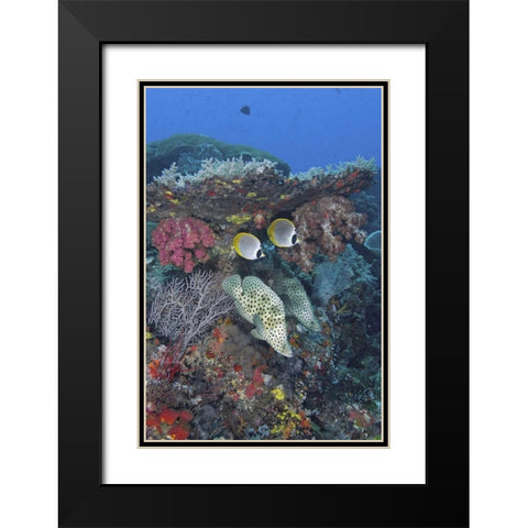 Indonesia, Papua, SE Misool Fish and coral Black Modern Wood Framed Art Print with Double Matting by Shimlock, Jones