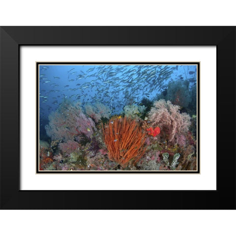 Indonesia, Papua, SE Misool Fish and coral Black Modern Wood Framed Art Print with Double Matting by Shimlock, Jones