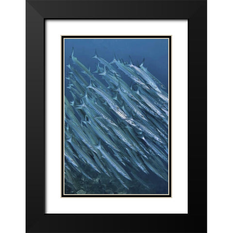 Indonesia, Papua Underwater Schooling barracuda Black Modern Wood Framed Art Print with Double Matting by Shimlock, Jones