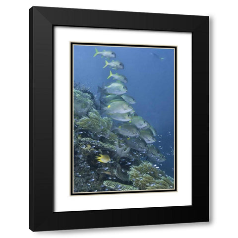 Indonesia, Raja Ampat Underwater fish and coral Black Modern Wood Framed Art Print with Double Matting by Shimlock, Jones
