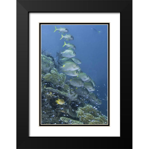 Indonesia, Raja Ampat Underwater fish and coral Black Modern Wood Framed Art Print with Double Matting by Shimlock, Jones