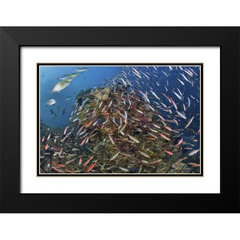 Indonesia, Raja Ampat Underwater fish and coral Black Modern Wood Framed Art Print with Double Matting by Shimlock, Jones