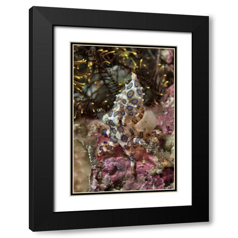Indonesia, Papua Blue-ring octopus and coral Black Modern Wood Framed Art Print with Double Matting by Shimlock, Jones