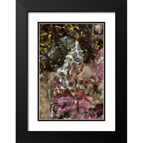Indonesia, Papua Blue-ring octopus and coral Black Modern Wood Framed Art Print with Double Matting by Shimlock, Jones