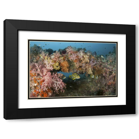 Indonesia, Raja Ampat Underwater fish and coral Black Modern Wood Framed Art Print with Double Matting by Shimlock, Jones