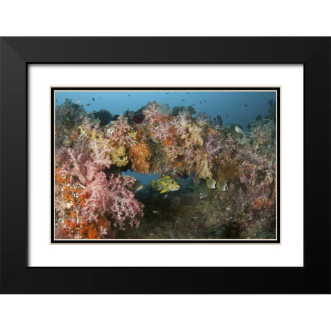 Indonesia, Raja Ampat Underwater fish and coral Black Modern Wood Framed Art Print with Double Matting by Shimlock, Jones