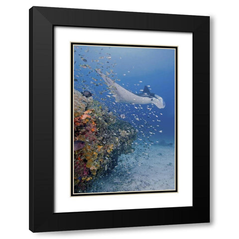 Indonesia, Papua Manta ray, fish and coral Black Modern Wood Framed Art Print with Double Matting by Shimlock, Jones