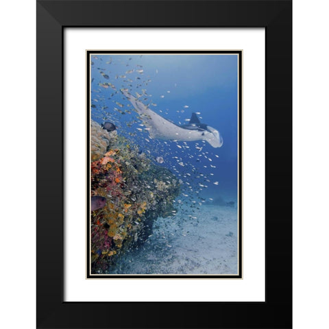 Indonesia, Papua Manta ray, fish and coral Black Modern Wood Framed Art Print with Double Matting by Shimlock, Jones