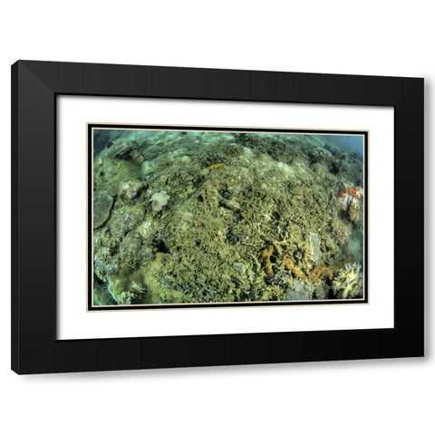 Indonesia, Papua, Raja Ampat Damaged reef Black Modern Wood Framed Art Print with Double Matting by Shimlock, Jones