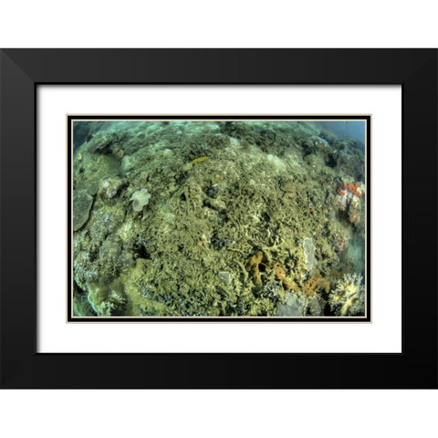 Indonesia, Papua, Raja Ampat Damaged reef Black Modern Wood Framed Art Print with Double Matting by Shimlock, Jones