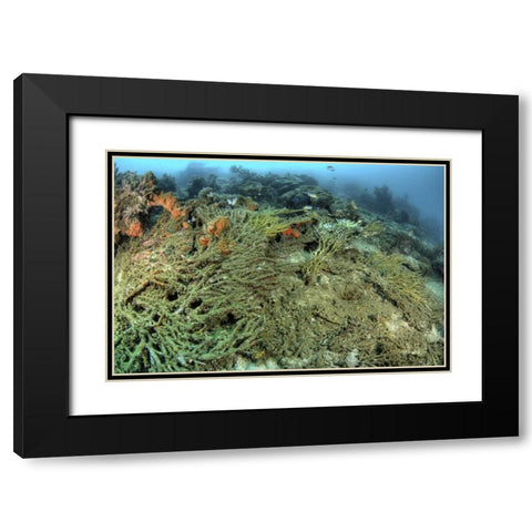 Indonesia, Papua, Raja Ampat Damaged reef Black Modern Wood Framed Art Print with Double Matting by Shimlock, Jones