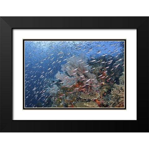 Indonesia, Raja Ampat Underwater fish and coral Black Modern Wood Framed Art Print with Double Matting by Shimlock, Jones