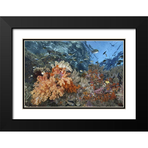 Indonesia, Raja Ampat Underwater fish and coral Black Modern Wood Framed Art Print with Double Matting by Shimlock, Jones