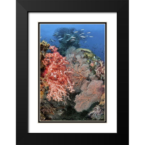 Indonesia, Raja Ampat Underwater fish and coral Black Modern Wood Framed Art Print with Double Matting by Shimlock, Jones
