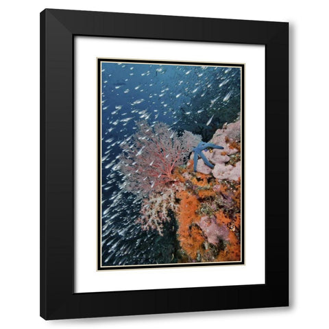 Indonesia, Raja Ampat Underwater fish and coral Black Modern Wood Framed Art Print with Double Matting by Shimlock, Jones