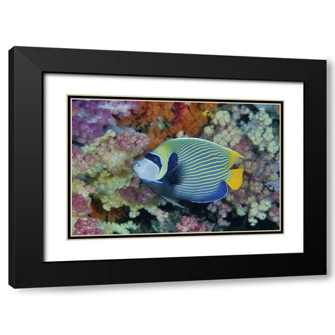 Indonesia, Papua Underwater angelfish and coral Black Modern Wood Framed Art Print with Double Matting by Shimlock, Jones