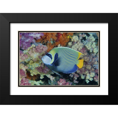 Indonesia, Papua Underwater angelfish and coral Black Modern Wood Framed Art Print with Double Matting by Shimlock, Jones