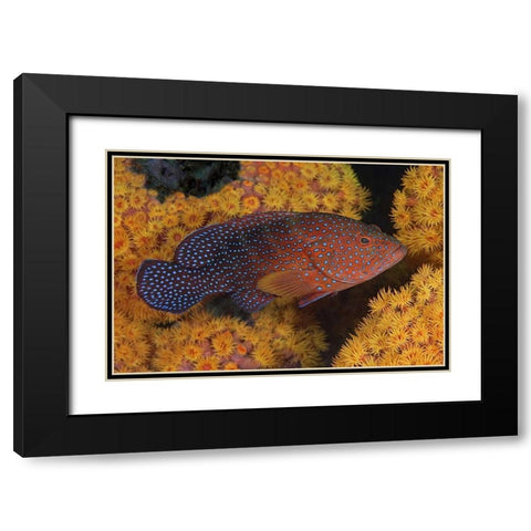 Indonesia, Papua Coral trout fish and coral Black Modern Wood Framed Art Print with Double Matting by Shimlock, Jones