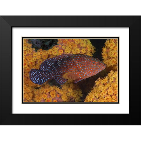 Indonesia, Papua Coral trout fish and coral Black Modern Wood Framed Art Print with Double Matting by Shimlock, Jones